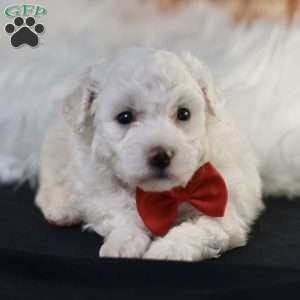 Bobby, Bichon Frise Puppy